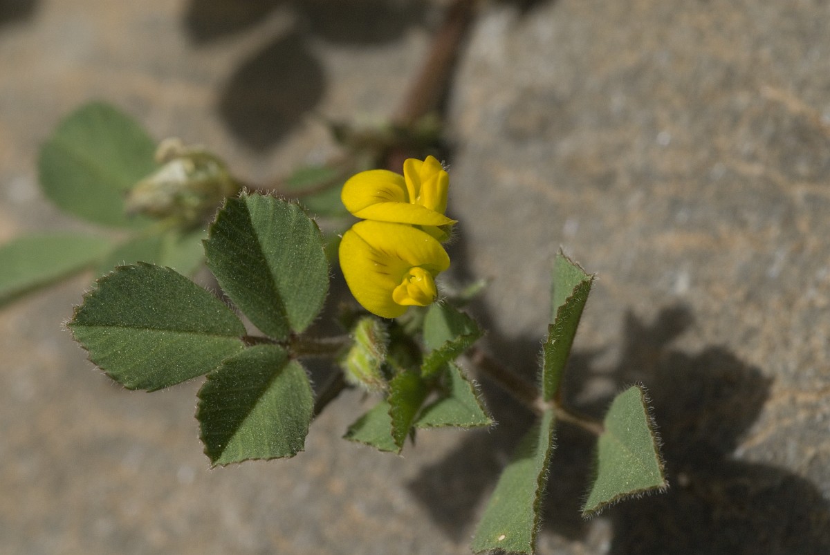 Medicago truncatula